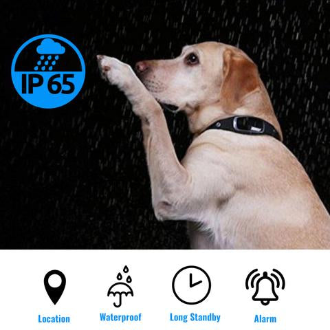 Smart Gps Dog Collar – Real-time Tracking – Android & Iphone Apps